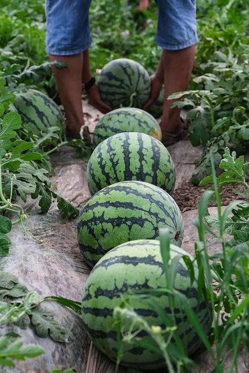 甘肃籍网红吃瓜,揭秘瓜界风云，品味家乡味道  第3张